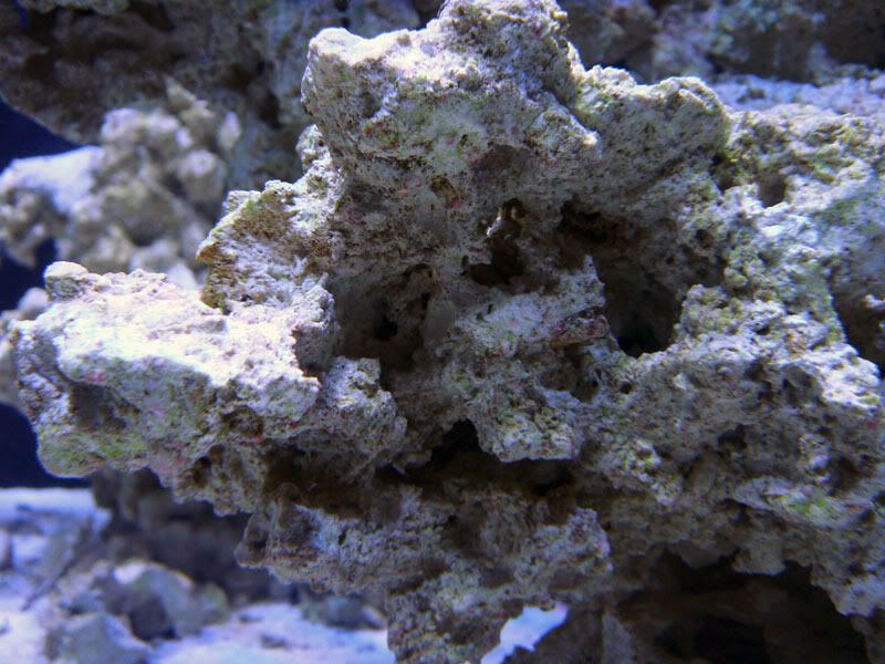 coralline2-1.jpg