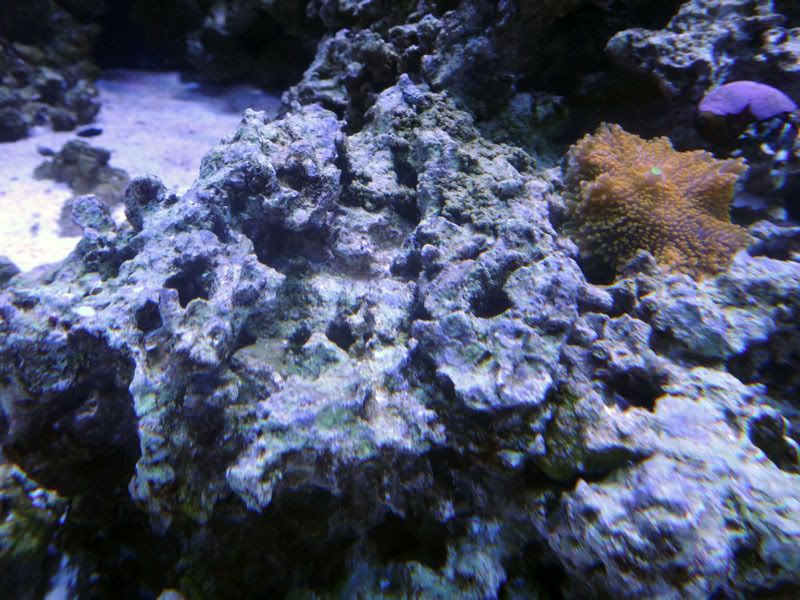 coralline3.jpg