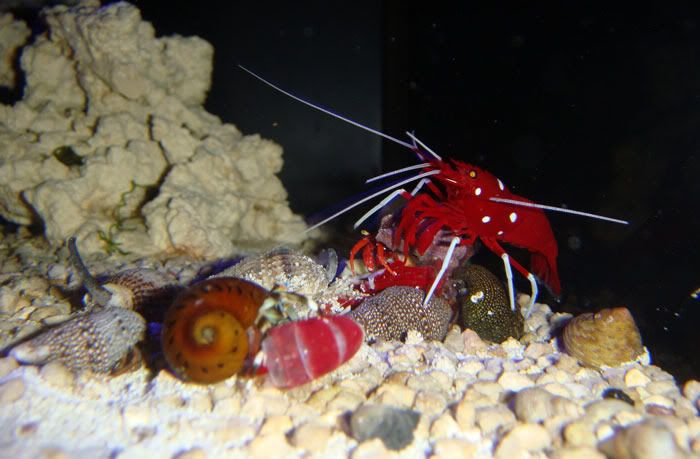 dead-fire-shrimp.jpg
