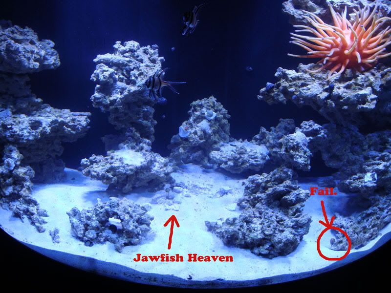 jawfish-heaven.jpg