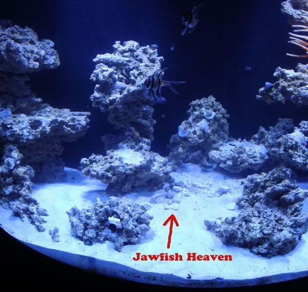 jawfish-spot.jpg