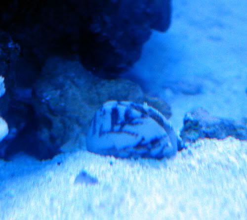 sand-clam.jpg