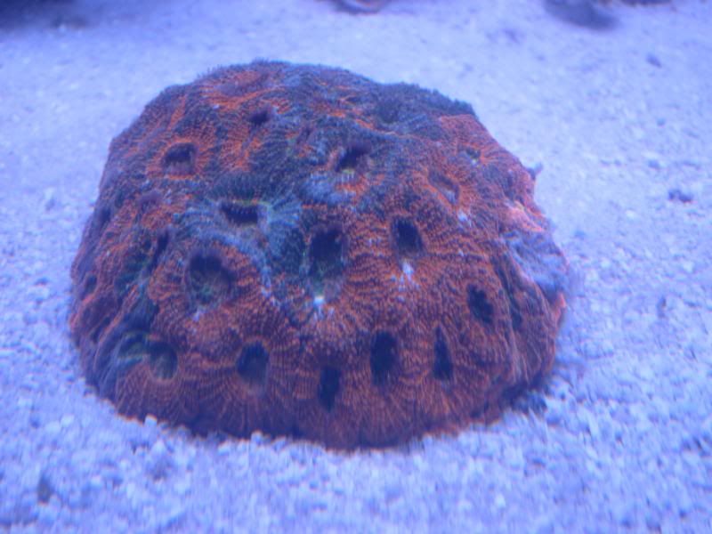 FS Orange Crush Echinata Acan, Free Brain Coral SOLD! Reef Central