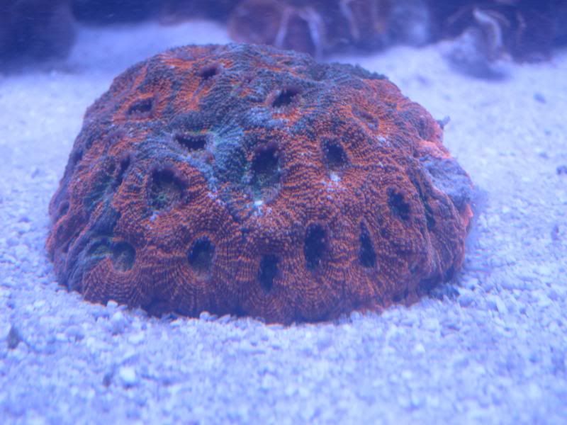 FS Orange Crush Echinata Acan, Free Brain Coral SOLD! Reef Central