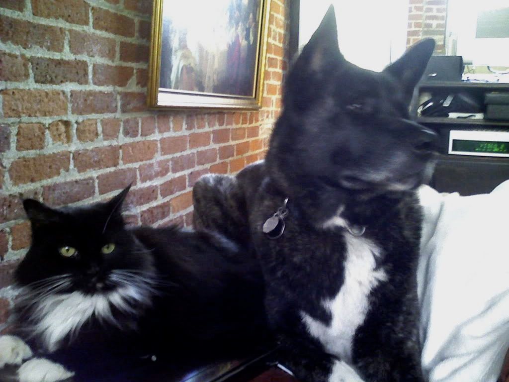 do akitas get along with cats