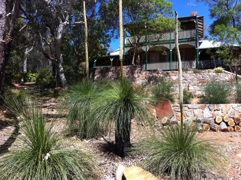 Does my grass tree have a disease?