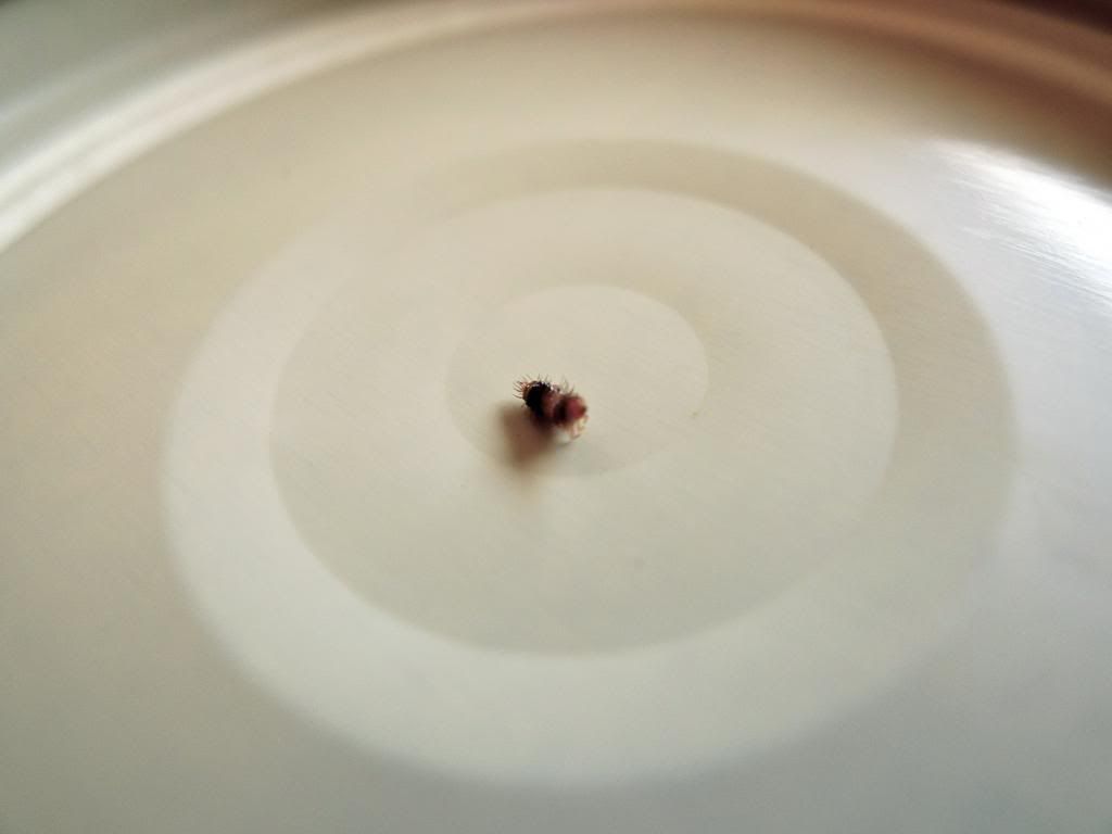 Bug ID [a: carpet beetles] Â« Got Bed Bugs? Bedbugger Forums