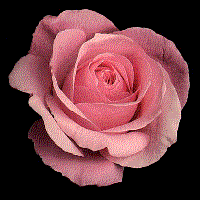 rosa Pictures, Images and Photos