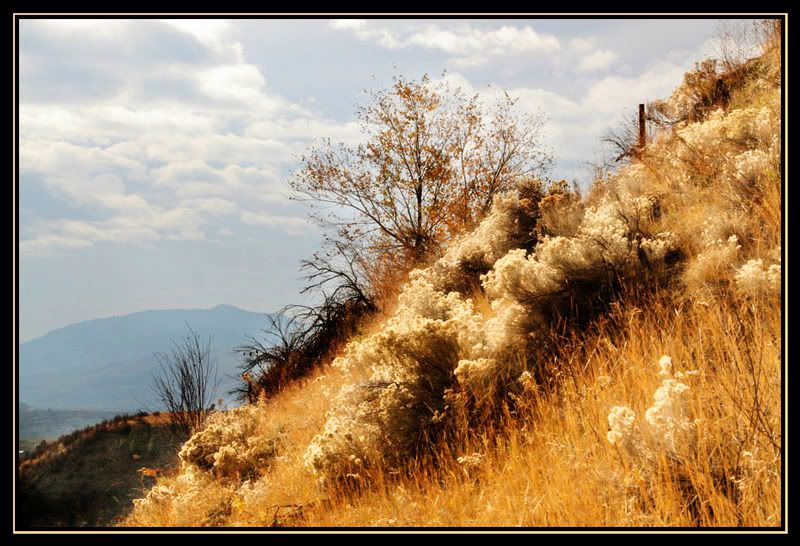 IMAGE: http://i144.photobucket.com/albums/r172/roisucre49/POTN/POTN-7.jpg