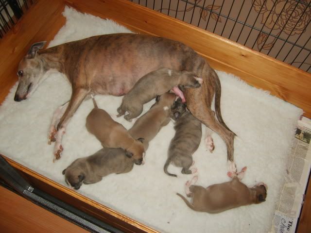 pupsday12001.jpg