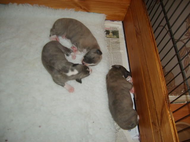 pupsday12003.jpg