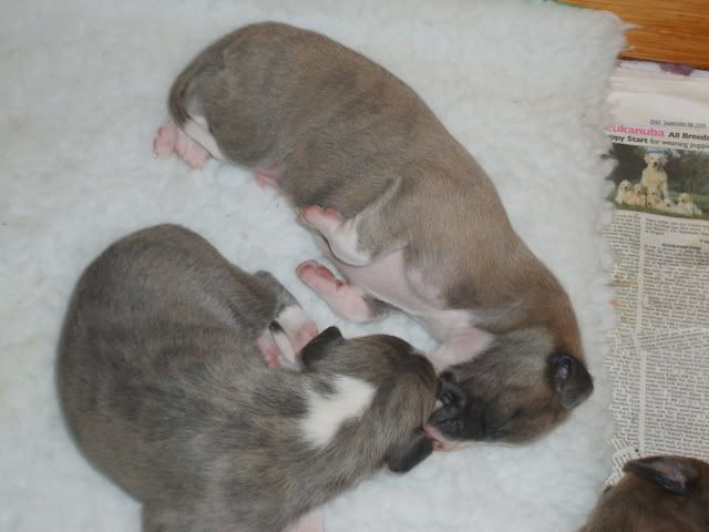 pupsday12005.jpg