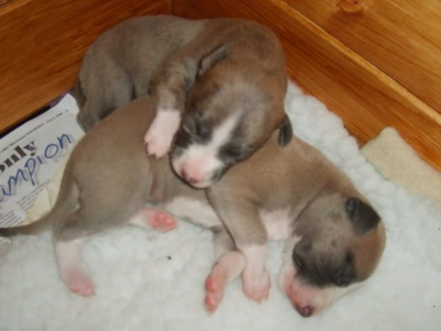 pupsday12010.jpg