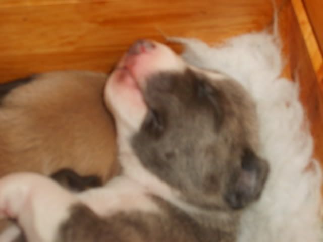 pupsday12011.jpg