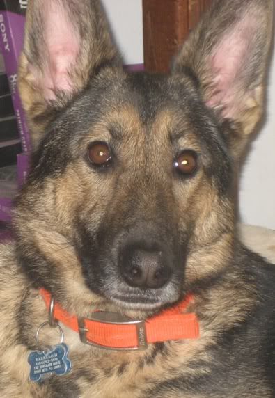 Nose changing color? - German Shepherd Dog Forums