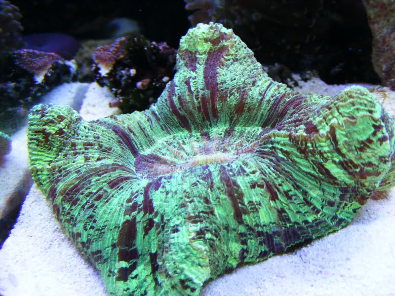 green brain coral placement Reef Central Online Community