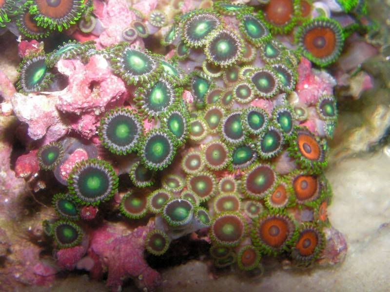 watermelon zoanthids Reef Central Online Community