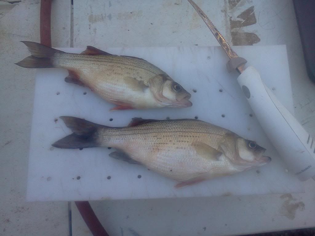 White Bass Spawn in Central Texas Bass Fishing Forum