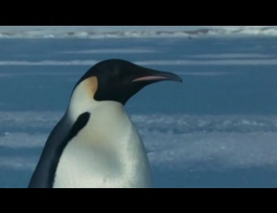 Farce of the Penguins [DVDSCR][KvCD][Originally by HockneyTUS Release][h33t][KvCD][zfbagman] preview 1