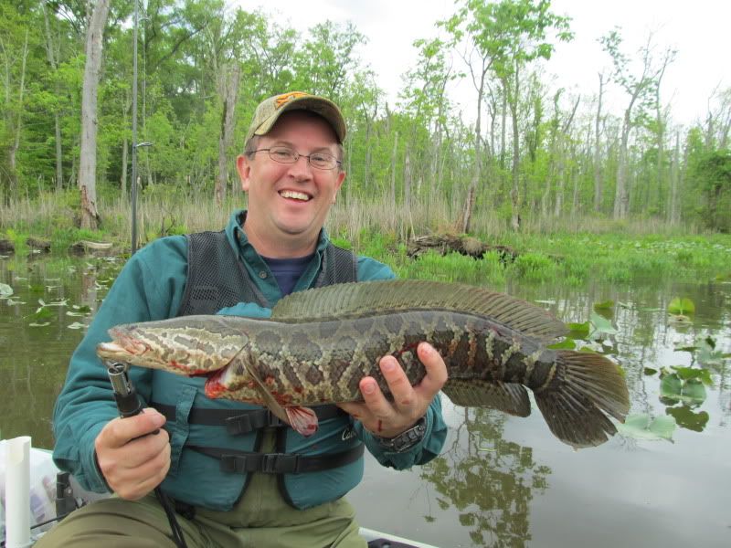 4-28-12Snakehead.jpg