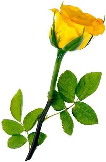 yellow.jpg yellow rose image by deeptialbum