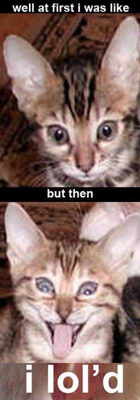 lolkittens.jpg