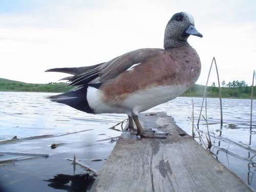 widgeon.jpg