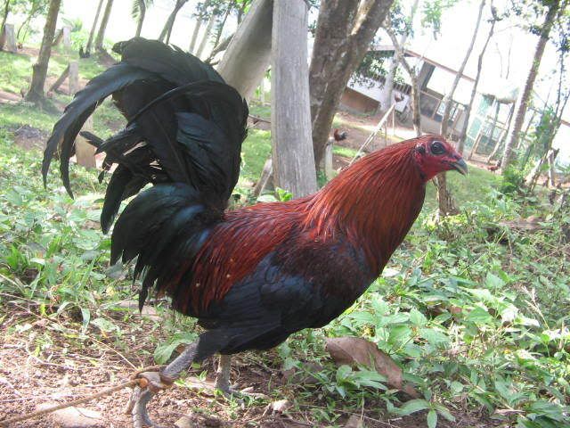 Bonanza Black Gamefowl