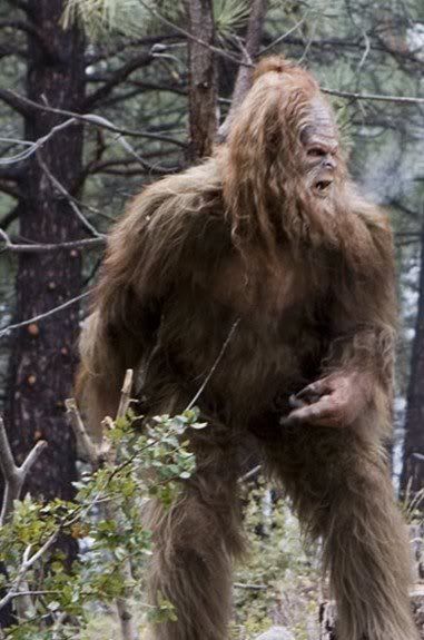 SASQUATCH Pictures, Images and Photos