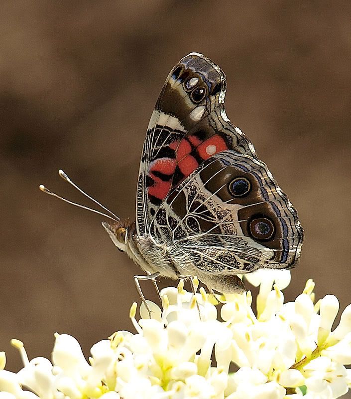 Painted_Lady_04_08.jpg