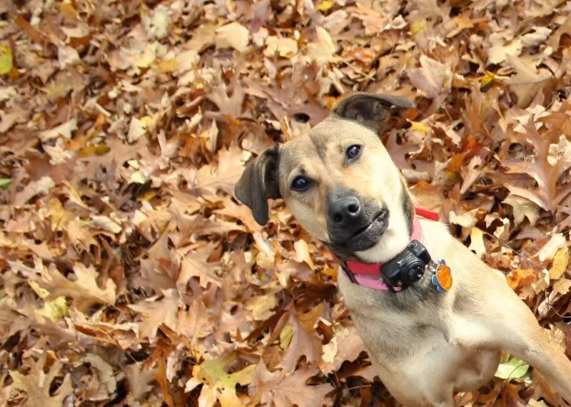 IMAGE: http://i144.photobucket.com/albums/r187/heymel501/maya2.jpg