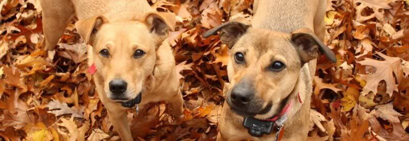 IMAGE: http://i144.photobucket.com/albums/r187/heymel501/sampsonmaya-1.jpg