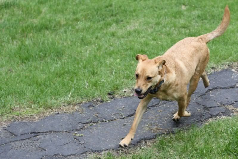 IMAGE: http://i144.photobucket.com/albums/r187/heymel501/sampsonrun1.jpg