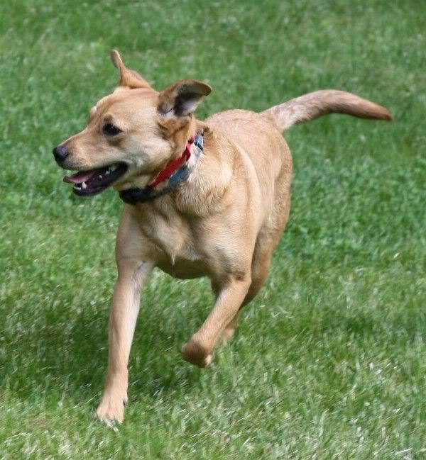 IMAGE: http://i144.photobucket.com/albums/r187/heymel501/sampsonrun3.jpg