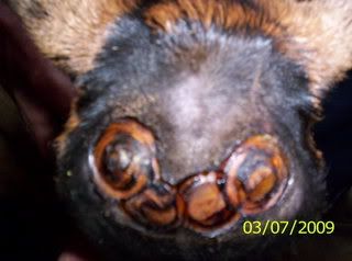 Disbudding Swiss Bucks-pics - Dairy Goat Info