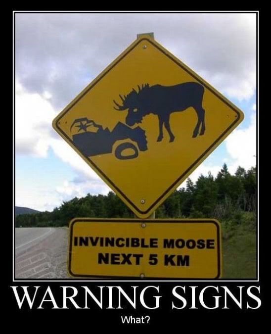 zzzinvincible_moose.jpg