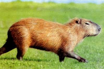 Capibara.jpg