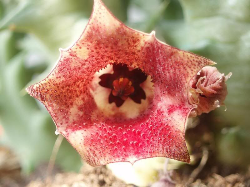 stapelia.jpg