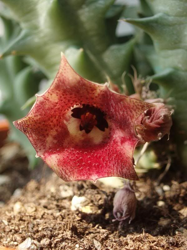 stapelia2.jpg