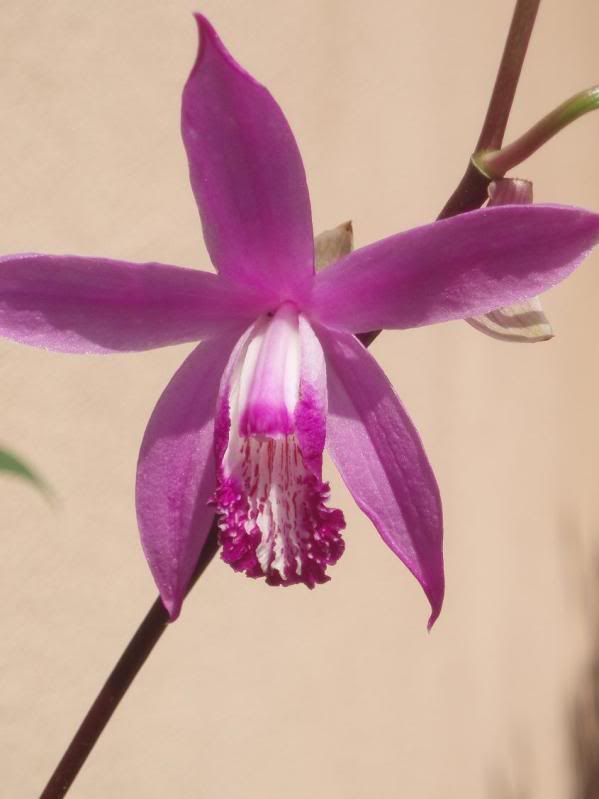 bletilla-1.jpg