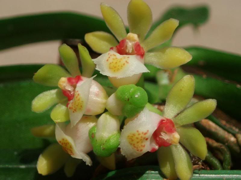 gastrochilus-3.jpg