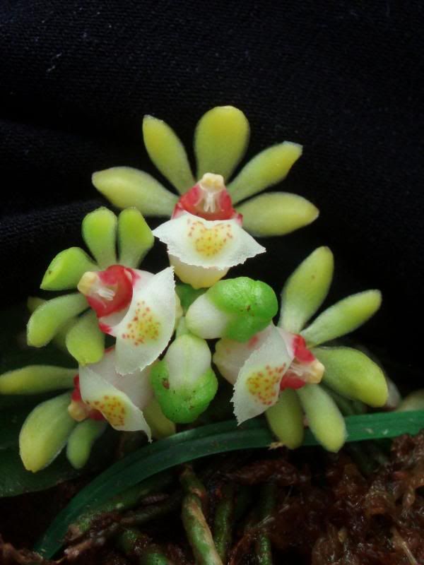 gastrochilus2.jpg