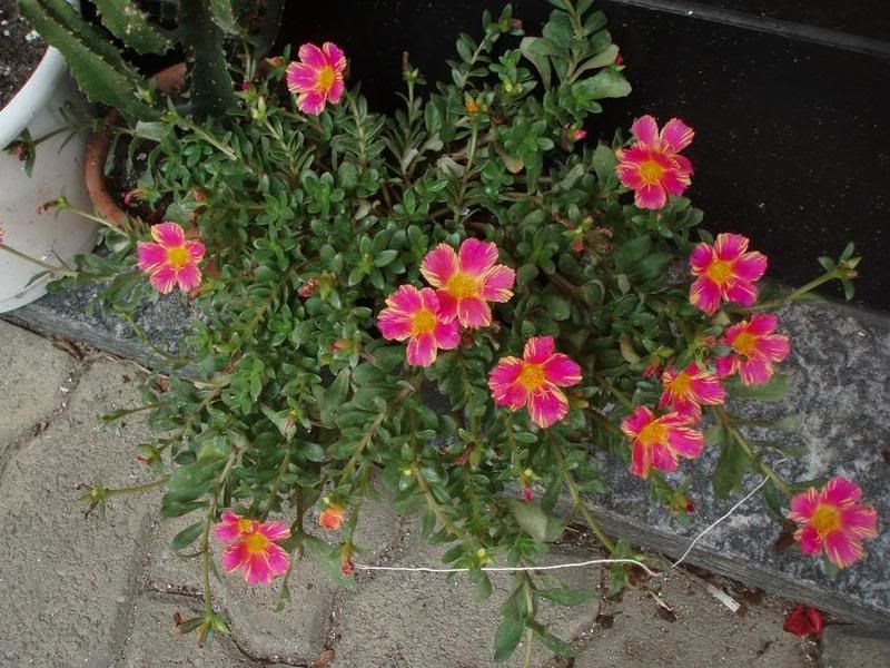 portulaca.jpg