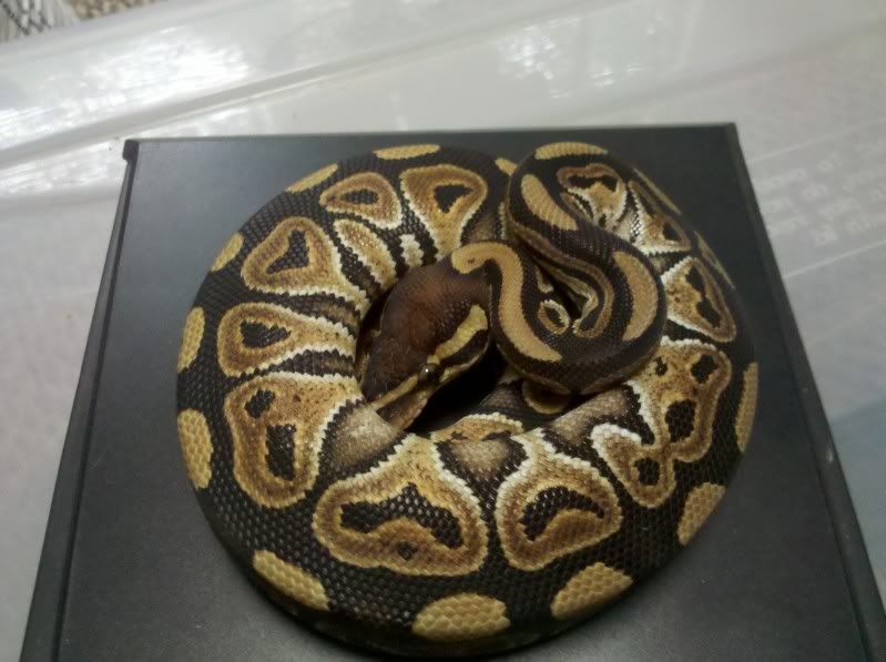 ball python tail