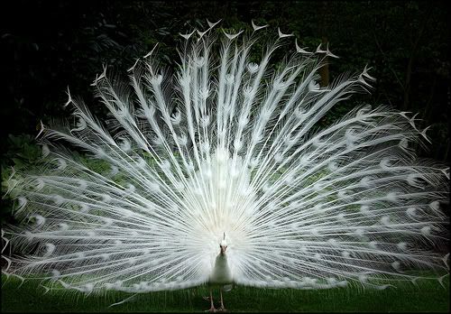 peacock. Pictures, Images and Photos