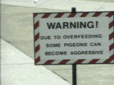 gif.gif