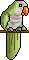 Parrot